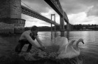 RSPCA Inspector Nigel Thomas releases a rescued swan back into the Tamar. 14/8/89. Ref 162/93.